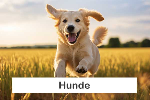 images/homepage/bilder/hund.jpg#joomlaImage://local-images/homepage/bilder/hund.jpg?width=600&height=400