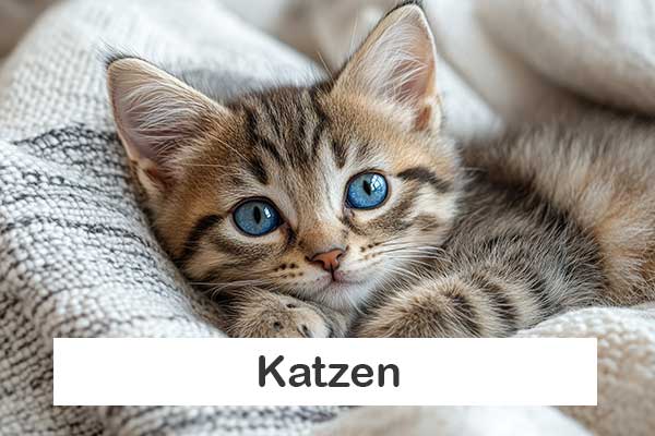 images/homepage/bilder/katze.jpg#joomlaImage://local-images/homepage/bilder/katze.jpg?width=600&height=400