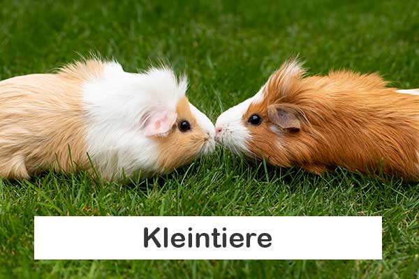 images/homepage/bilder/kleintiere.jpg#joomlaImage://local-images/homepage/bilder/kleintiere.jpg?width=600&height=400
