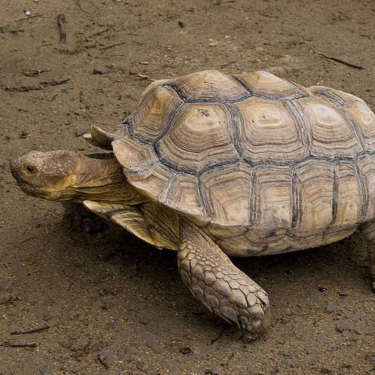 Spornschildkröte